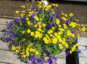 Hanging Basket of Flowers